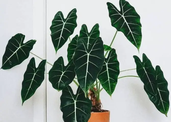 Alocasia micholitziana