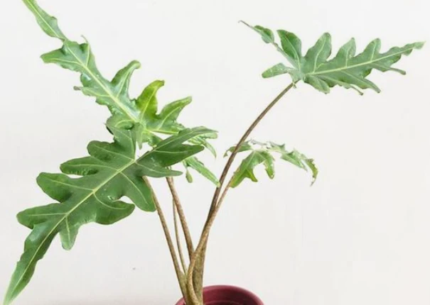 Alocasia portei healthy plant