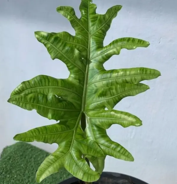 Alocasia portei