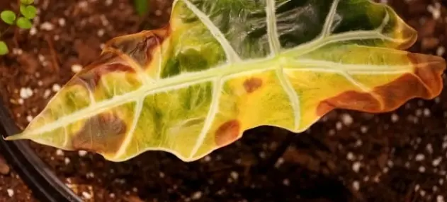Alocasia sanderiana leaves browning