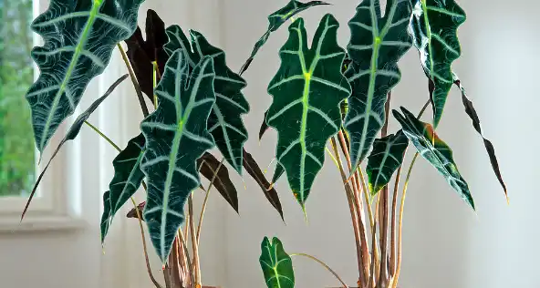 Alocasia sanderiana