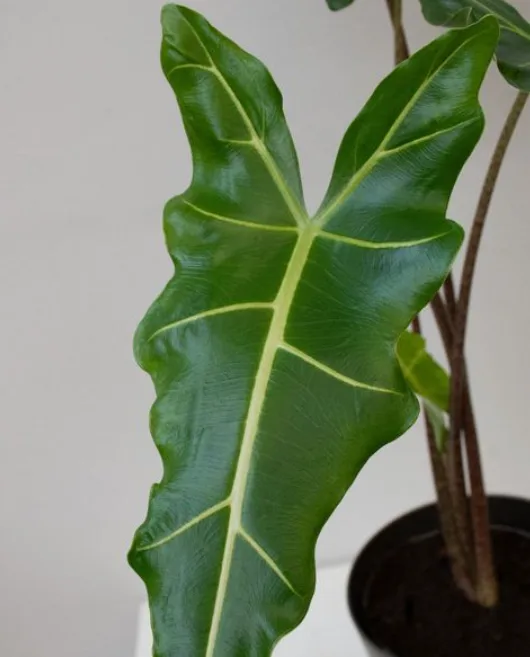 Alocasia sarian