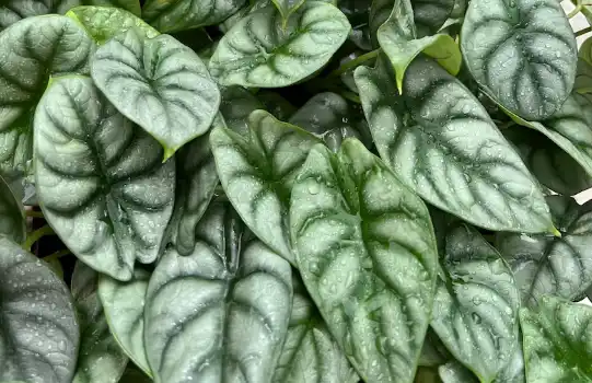 Alocasia silver dragon