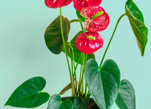 Anthurium Plant