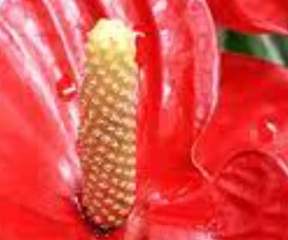 Anthurium inflorescence