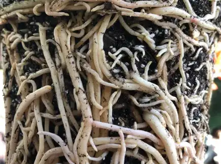 Anthurium root