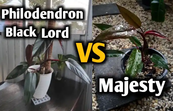 Philodendron dark lord vs majesty [ Differences & Similarities to identify]