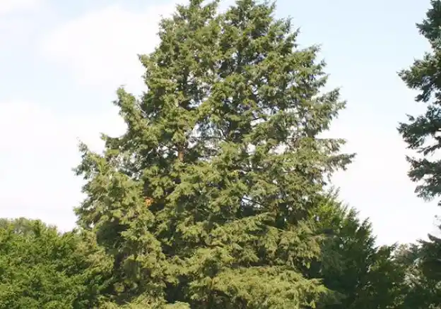 Cypress tree