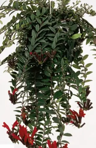 Caroline Lipstick plant