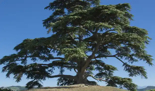 Cedar tree (1)