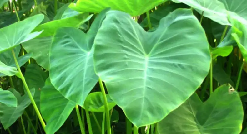 Colocasia esculenta