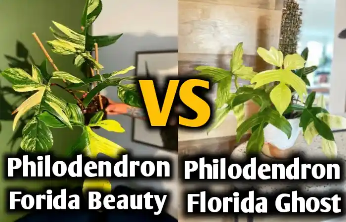 Philodendron florida beauty vs florida ghost [Differences & similarities to identity ]