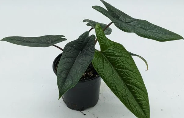 Healthy scalprum plant