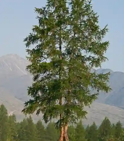 Larch tree