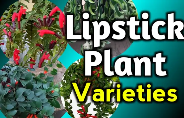 Lipstick plant varieties: 20 Types of Lipstick Plant with pictures