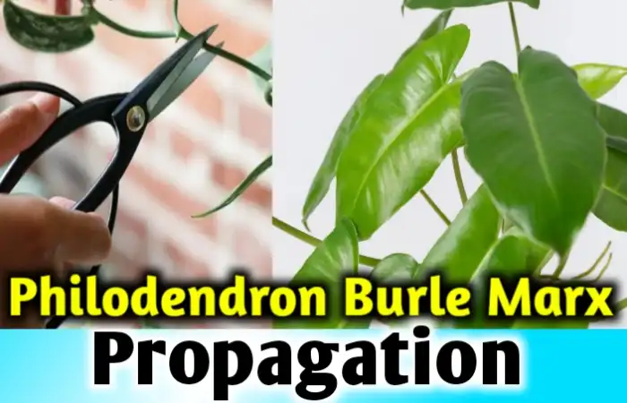 Philodendron Burle Marx Propagation- Over the shoulder guide