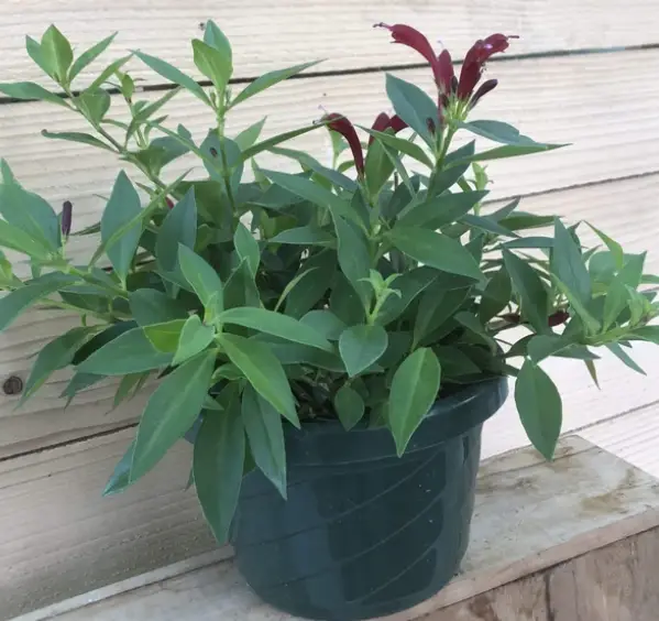 Purple star lipstick plant