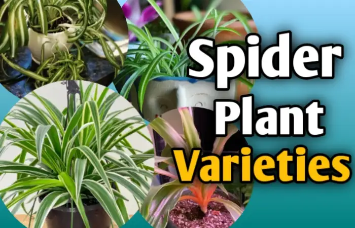 18+ Amazing Spider plant varieties with names and pictures