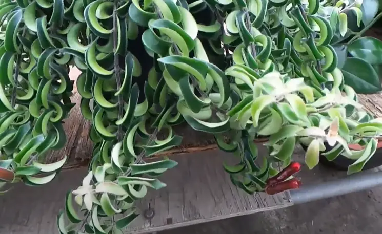 Twister Lipstick plant