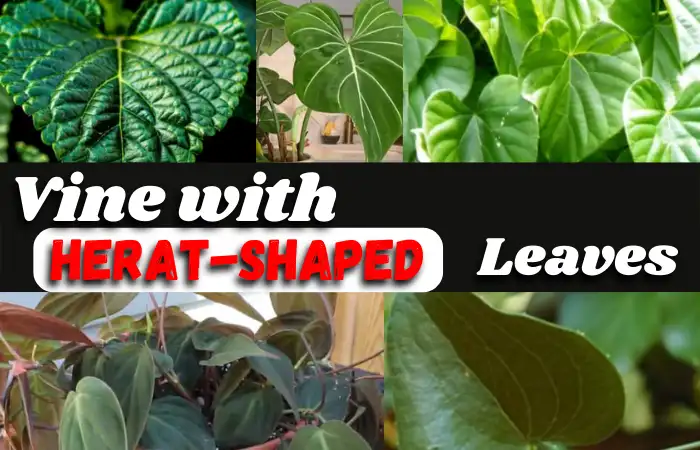 15 popular vine with heart-shaped leaves (! with pictures)