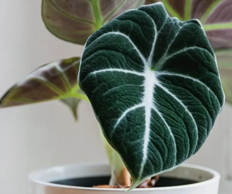 alocasia black velvet healthy leaf