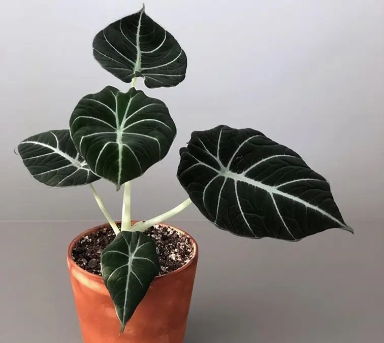 alocasia black velvet plant