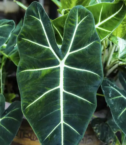 alocasia leaves