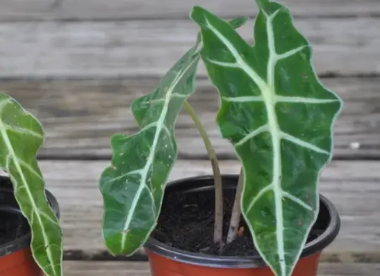 Alocasia polly