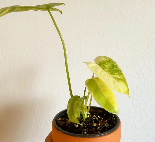 baby philodendron