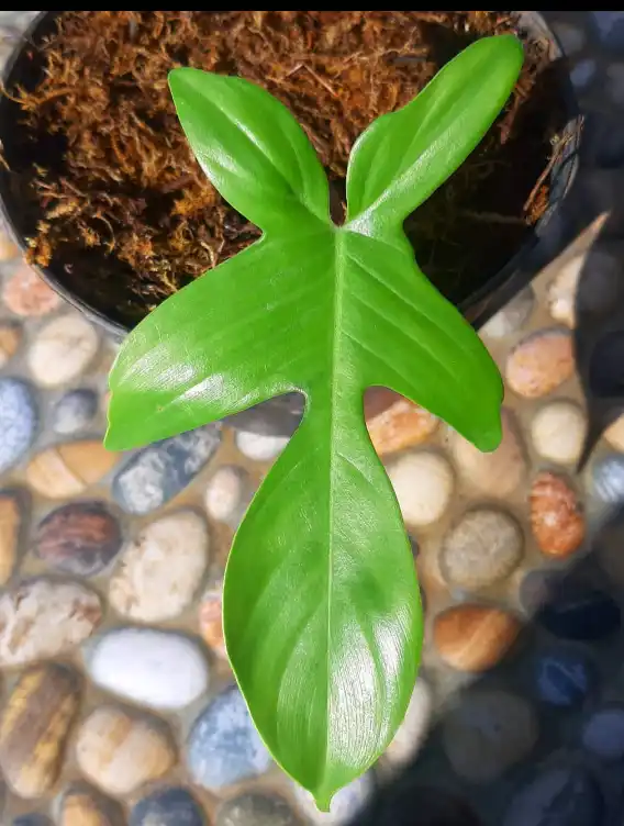 florida ghost leaf