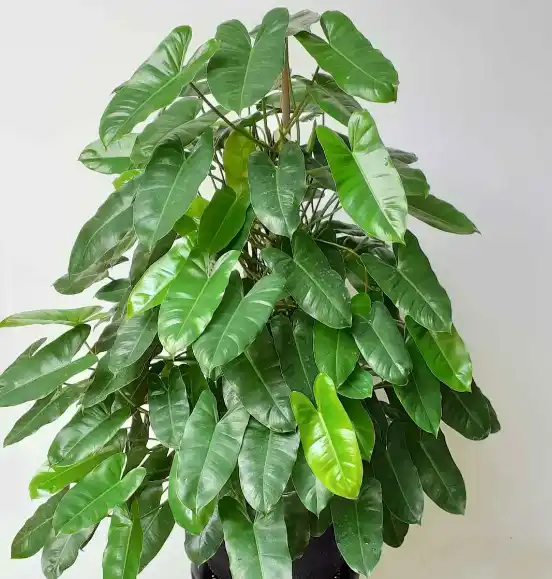 healthy philodendron