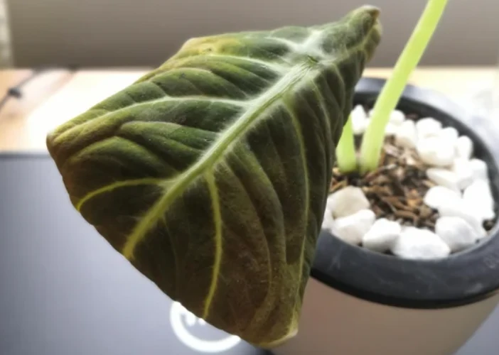 leaf curling