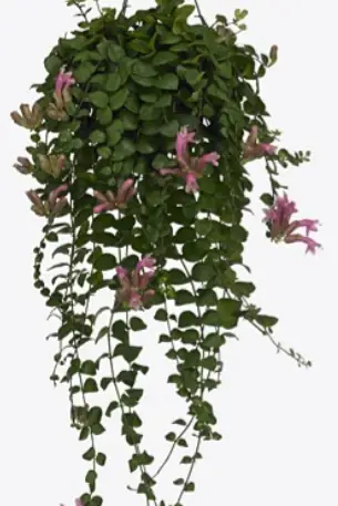 Pink Polka Lipstick plant