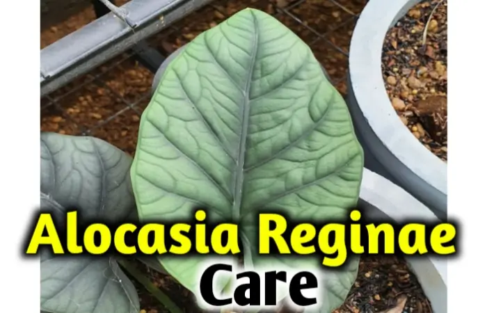 Alocasia reginae care, propagation-All you need to know