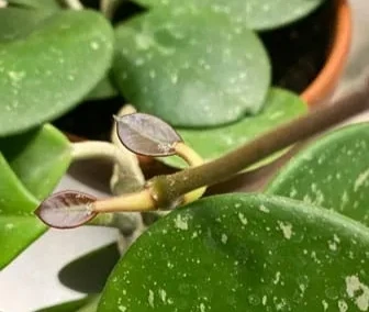 Coming out of new leaves in stem cutting propagation