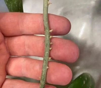 Exposing nodes in stem cutting propagation