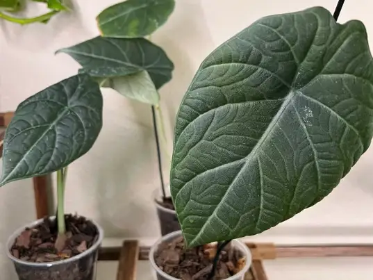 Grey dragon alocasia