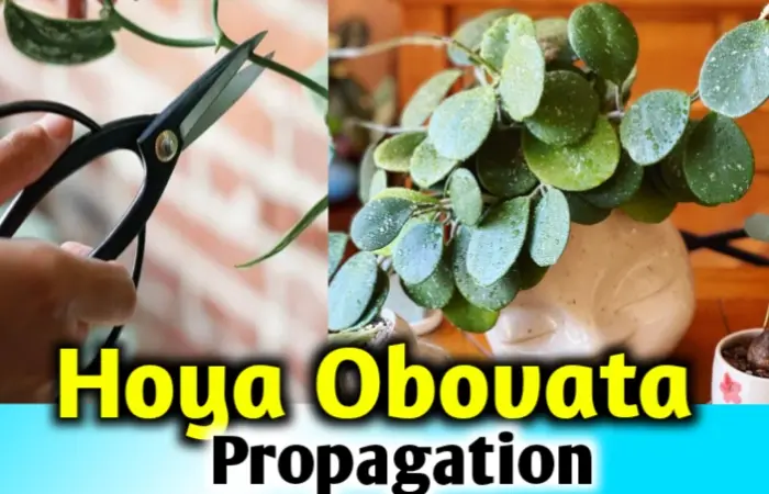 How to propagate hoya obovata? [Explained with pictures]