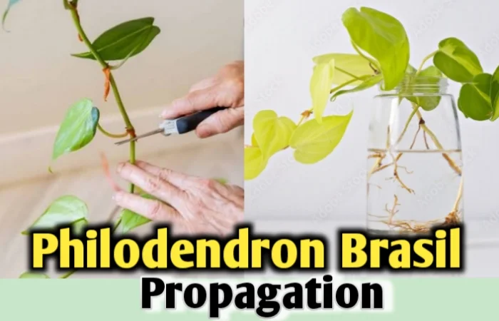 Philodendron Brasil Propagation- {2 methods with Steps}