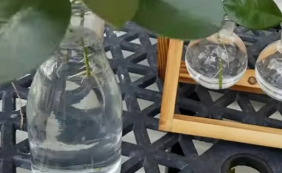 Placing the cut stem in water propagation