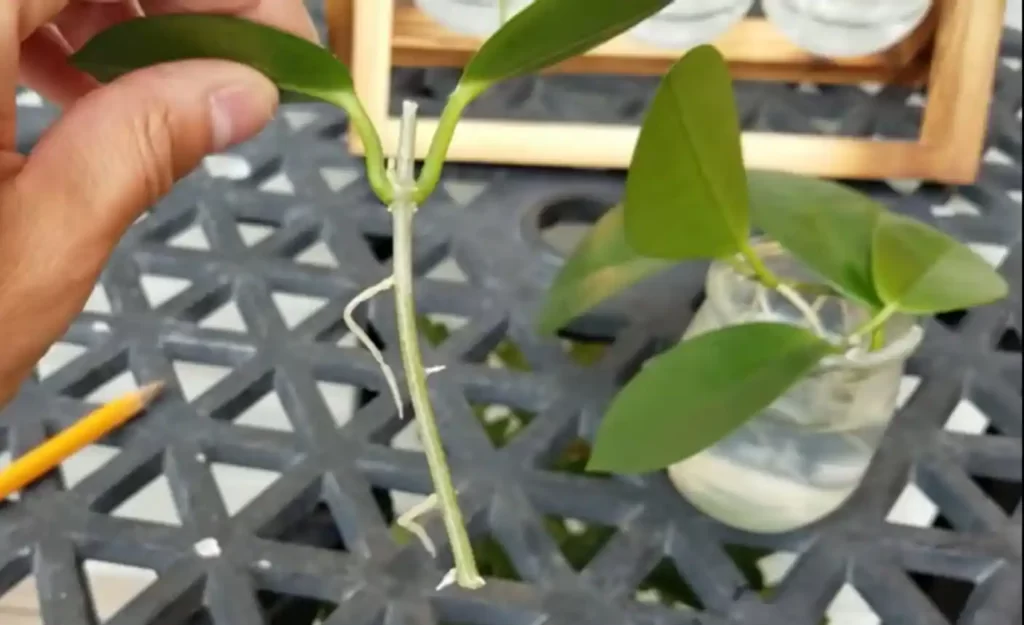 Roots are coming out in water propagation