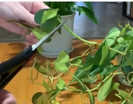 cutting stem