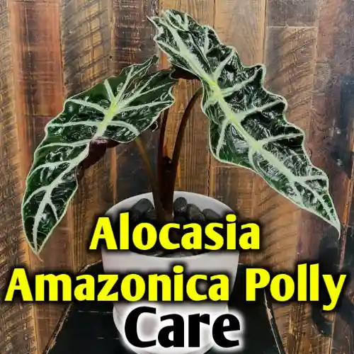 Alocasia amazonica polly care, propagation – All you need to know