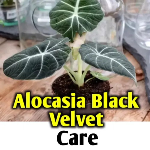 Alocasia Black Velvet Care