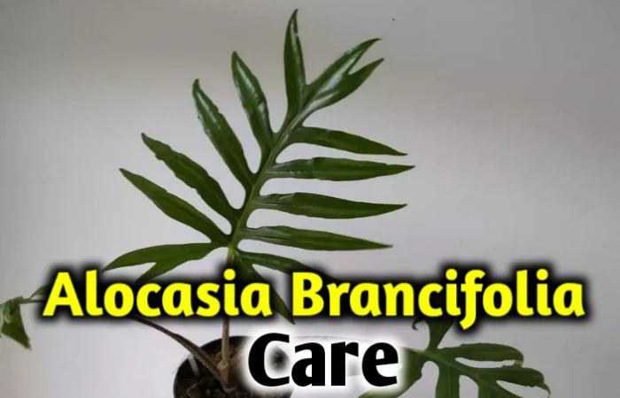 Alocasia Brancifolia Care