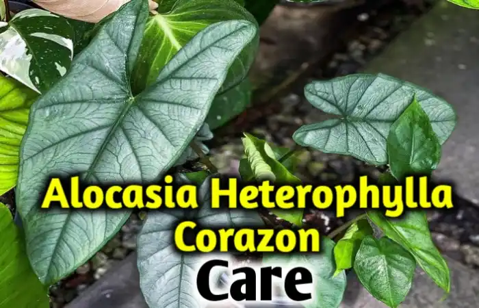 Alocasia heterophylla corazon care, propagation-All you need to know