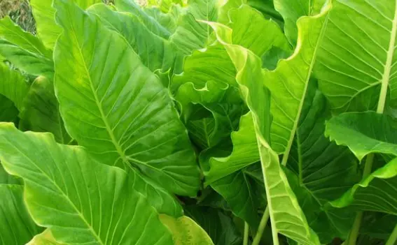 Alocasia Macorrhiza