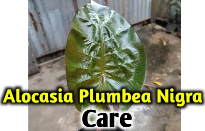 Alocasia plumbea nigra care, propagation-All you need to know