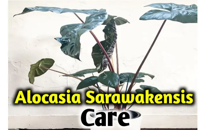 Alocasia Sarawakensis care, propagation- All you need to know