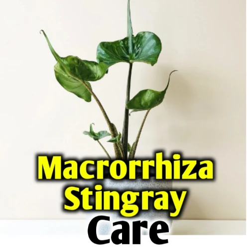 Alocasia Stingray Care